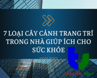 7 LOẠI CÂY CẢNH TRANG TRÍ TRONG NHÀ GIÚP ÍCH CHO SỨC KHỎE